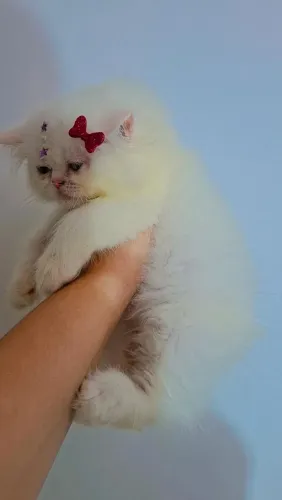 Femea de gatinho persa pelo longo