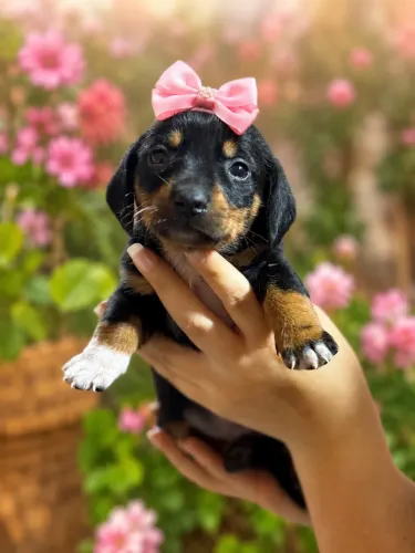 Sua melhor companhia! Filhotes de Daschound fêmea pretinha! 
