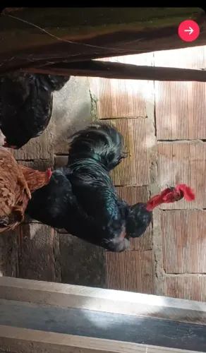 Vende-se frango de capoeira