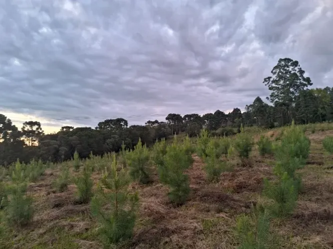 Terra + pinus de 2 anos