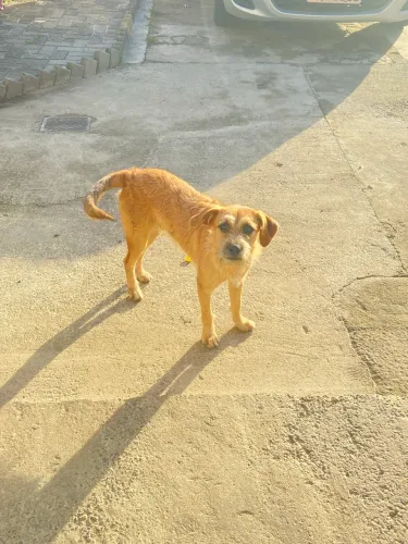 Doação de Cachorro