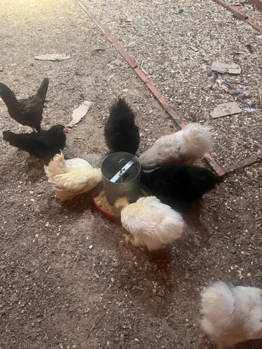 Galinhas sedosas
