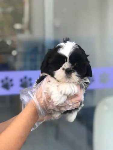 Shih Tzu de Procedência com Vacina V10 Importada