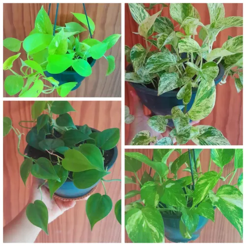 Plantas Naturais a venda