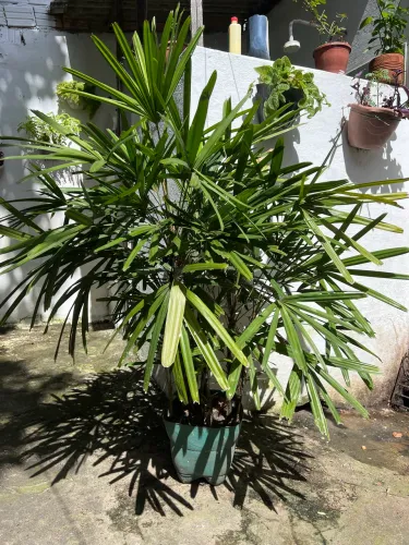 Palmeira Ráfia