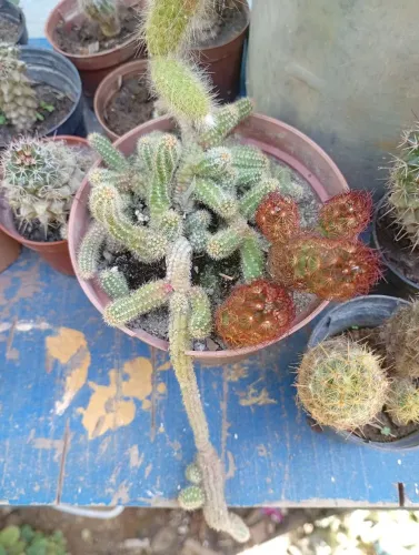 Cacto Amendoim