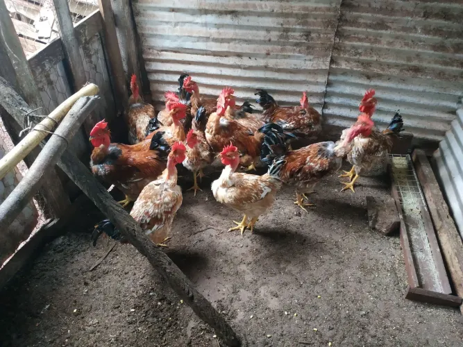 SITIO ALUGO CASA+PEDACINHO DE TERRA