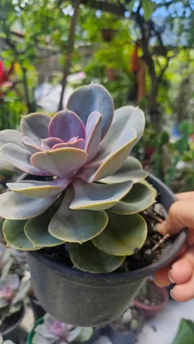 Suculenta Echeveria