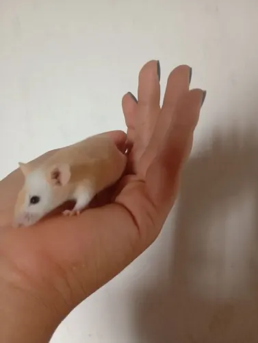 Camundongo mansinho