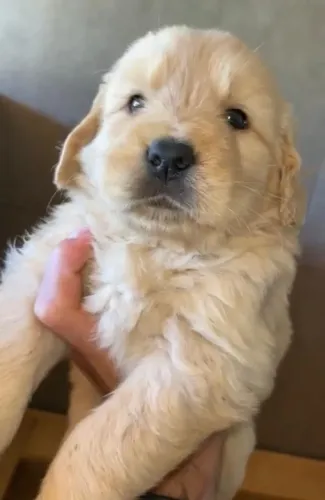 Golden retriever muito carinhoso e inteligente