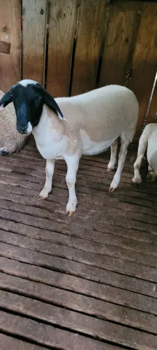 Reprodutor dorper a venda.