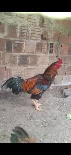 Galo caipira