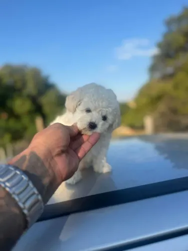 Filhotes criados com amor e cuidado | Poodle Toy 