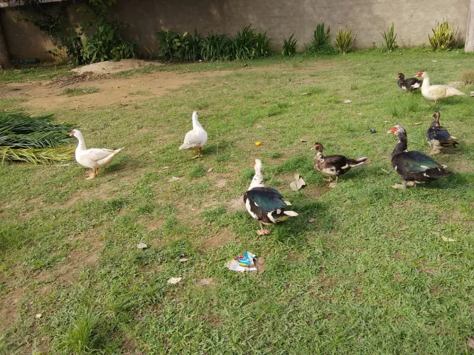Patos