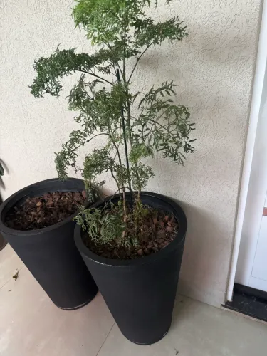 Vaso com planta