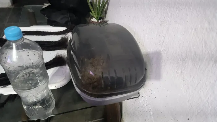 Hamster anão+ Gaiola + Comida