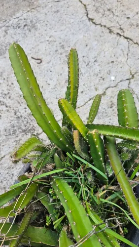 Pitaya no vaso pendente