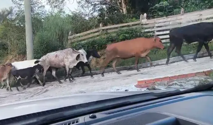 Vende se bois e vacas