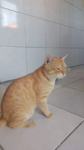 Gato para adoção