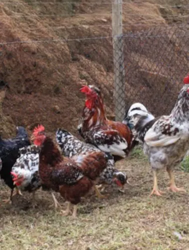 Vendo galinha balão, ovos galado e pintinhos!!!