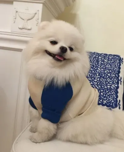 Spitz alemão Seu novo parceiro de quatro patas espera por você aqui
