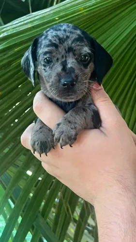 Descubra um dachshund cheio de personalidade