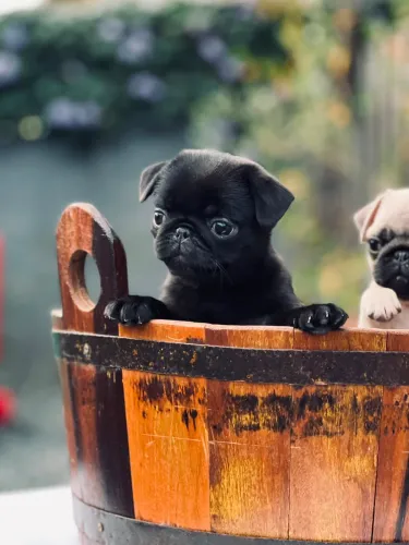Filhotes de pug