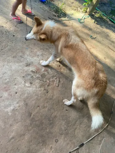 Huscky siberiano