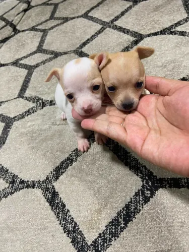 Chihuahua pelo curto