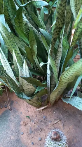 Várias  espadas  de São  Jorge  vendendo todas por falta de espaço 