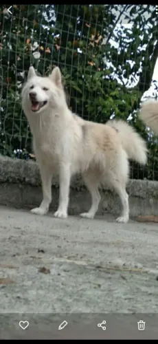 Husky siberiano