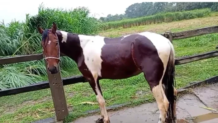 Cavalo mangalarga marchador
