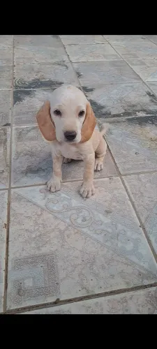 Filhote de americano disponível Quase 2 meses fêmea..