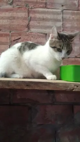 Doação Gata