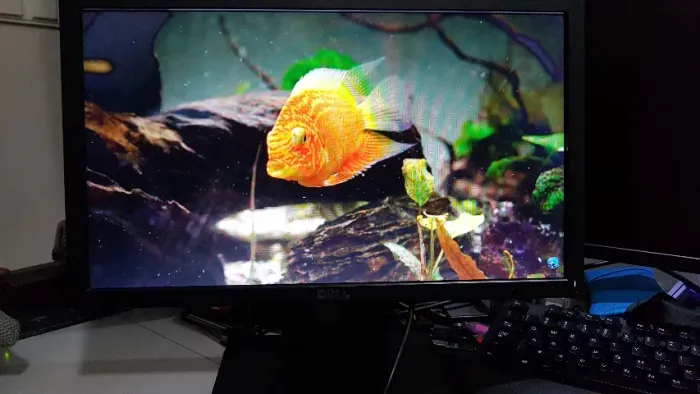 Monitor Dell E1916H 18,5 polegadas