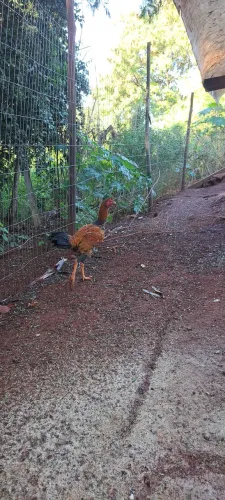 Galos