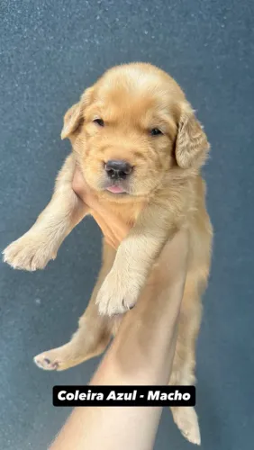 Golden Retriver Filhote