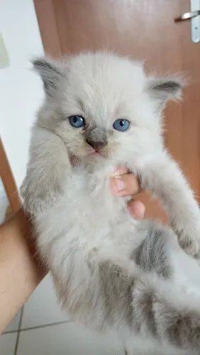 Filhote de gato persa