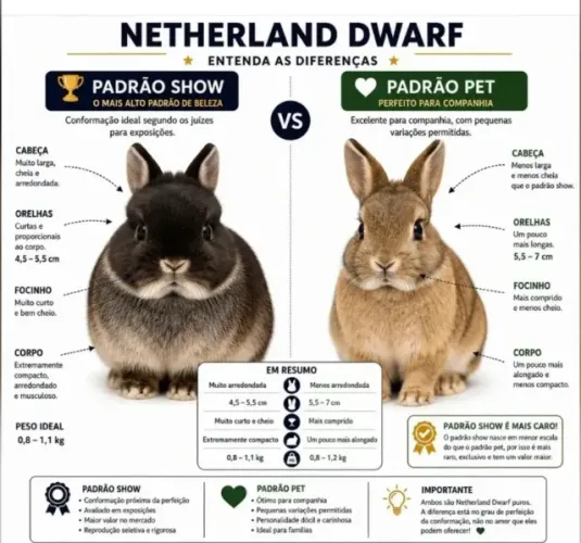 Mini Coelhos Netherland Dwarf - Lindos e Saudáveis