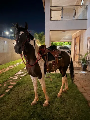 Cavalo pampa MM