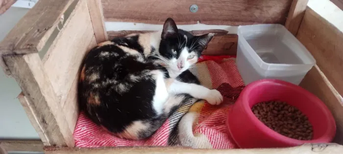 Gata tricolor castrada 