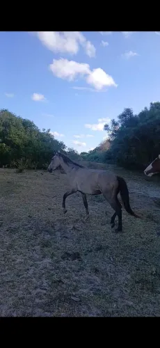 Vendo pordo
