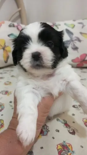 Filhotes Fêmeas Shih tzu Pronta Entrega