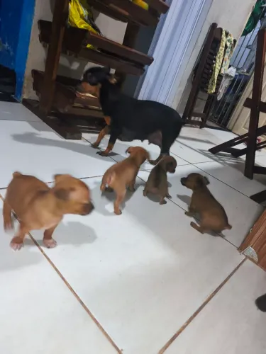 Vende-se filhotes pinscher número 1 