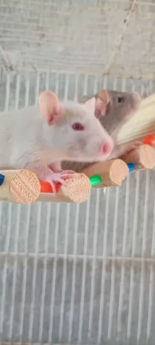 Ratinhos Twisters