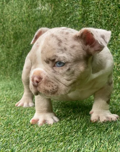 American bully