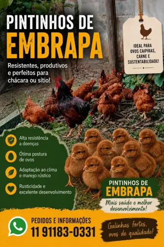 Pintinhos de embrapa.