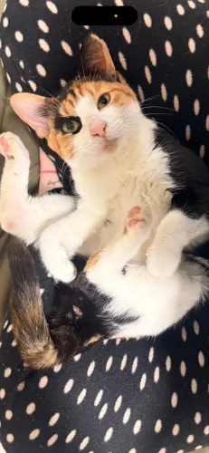 Doa-se gatinha