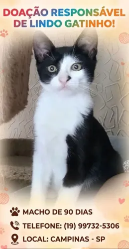 Doação de lindo gatinho