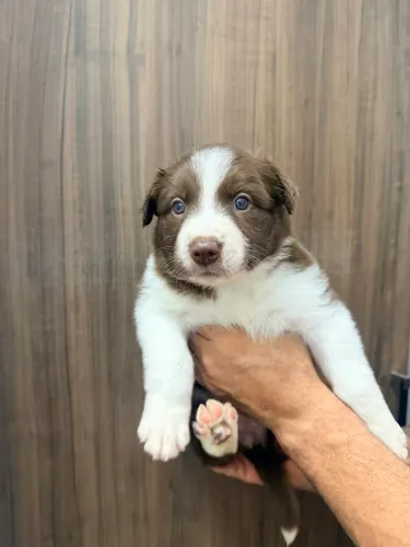 Border collie
